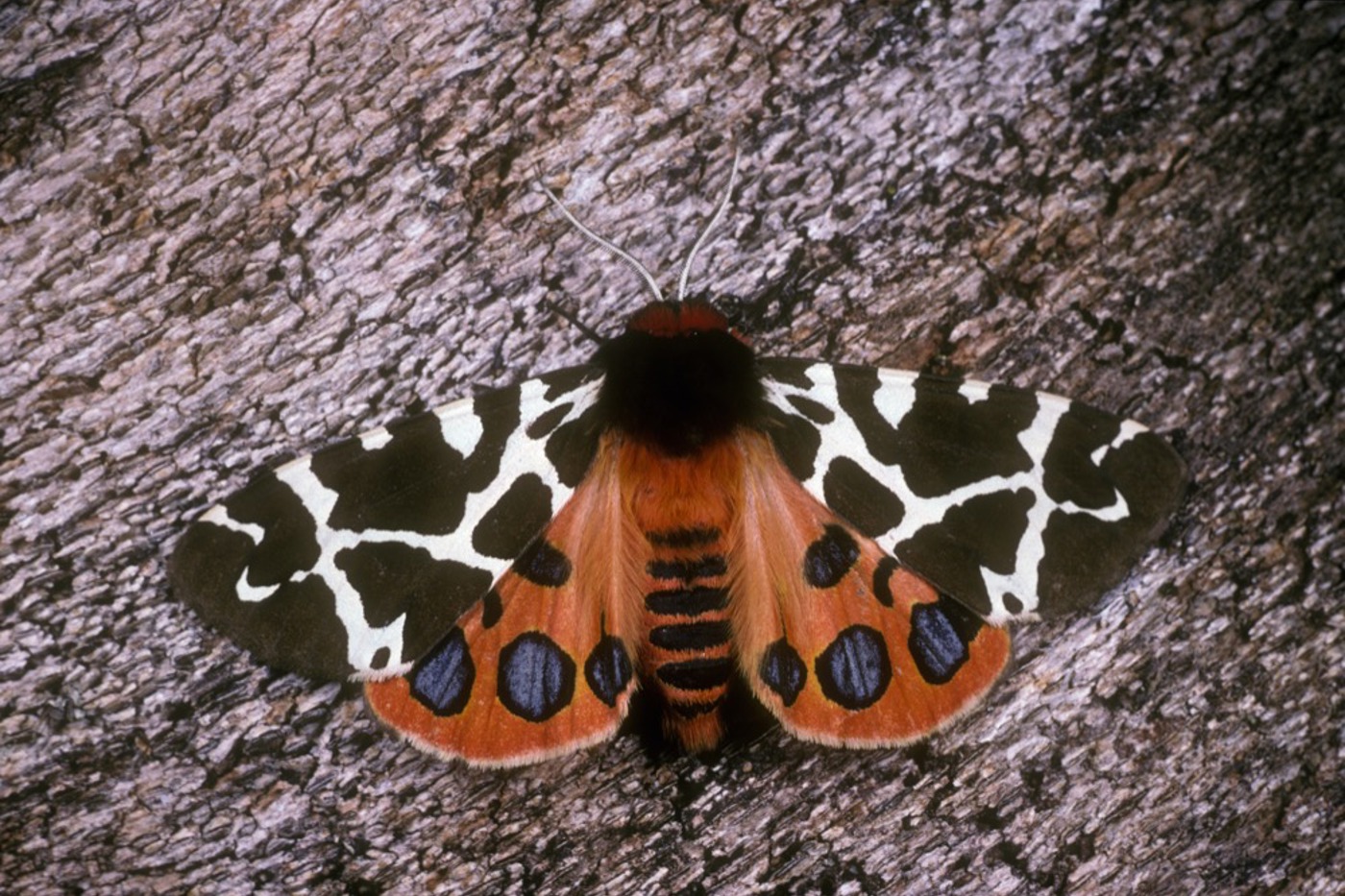 Frisch geschlüpfter Brauner Bär (Arctia caja) in Schreckstellung – und plötzlich sind auch die roten Hinterflügel mit den blauen Augen sichtbar. © Albert Krebs