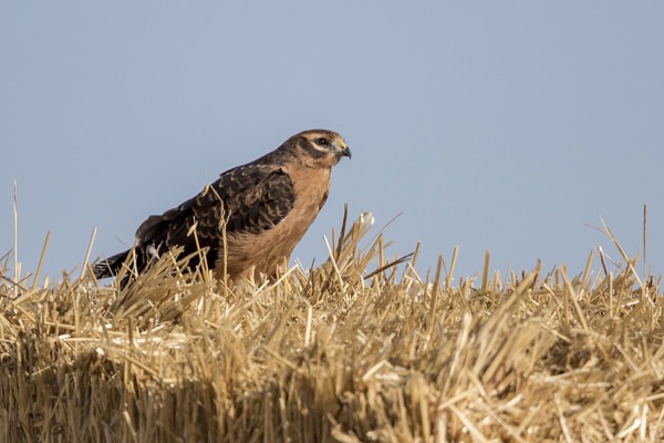 WW Jungvogel MS WW Jungvogel MS