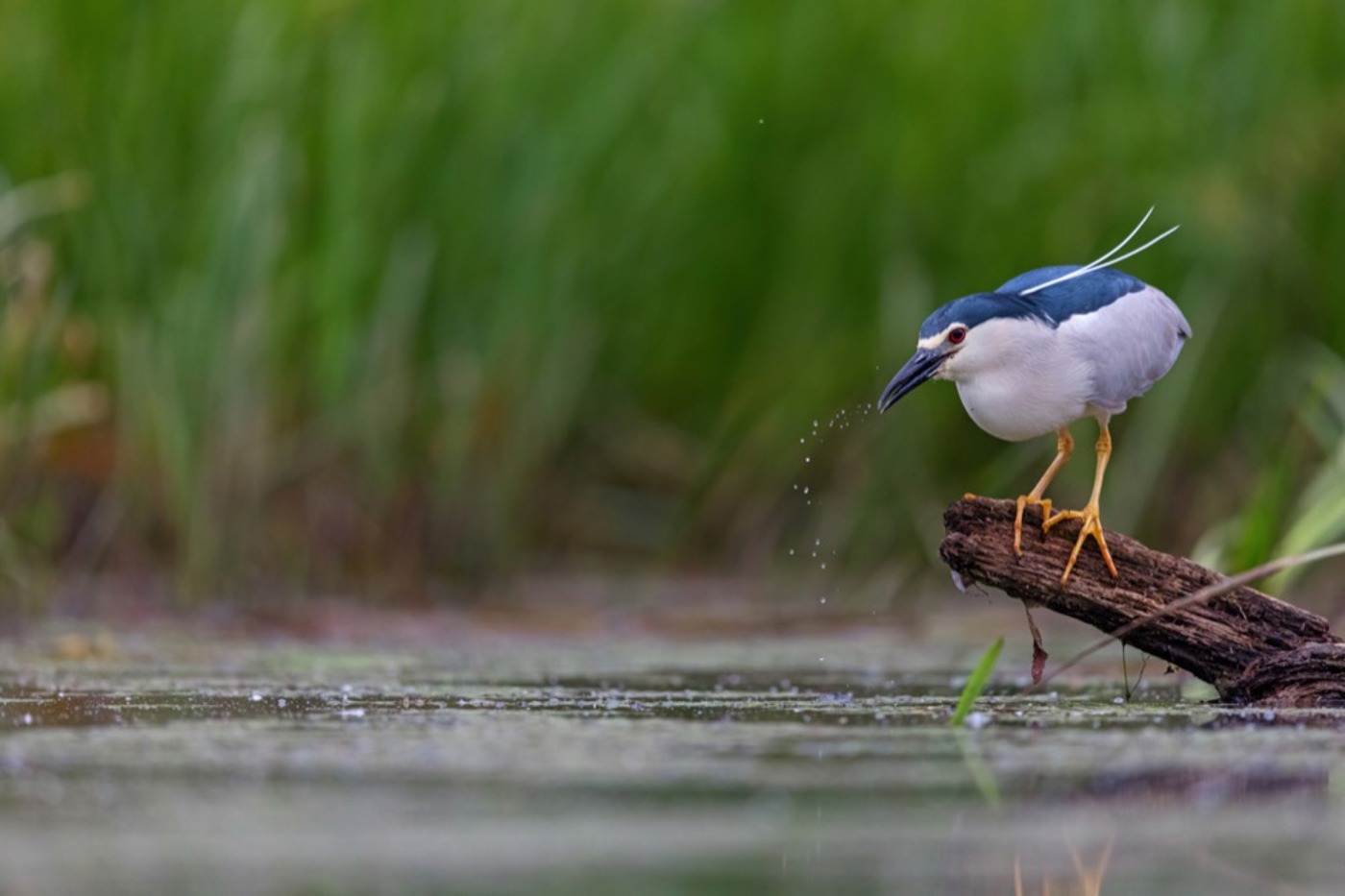 Auf dem Speiseplan des Nachtreihers stehen vorzugsweise Insekten, Amphibien und Fische. © Mathias Schäf