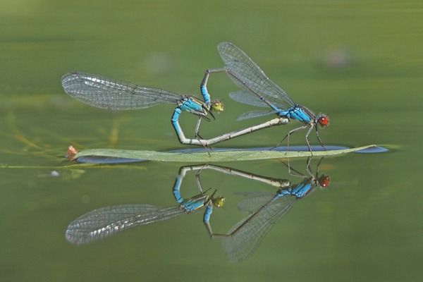 LI Erythromma Viridulum Wildermuth LI Erythromma Viridulum Wildermuth