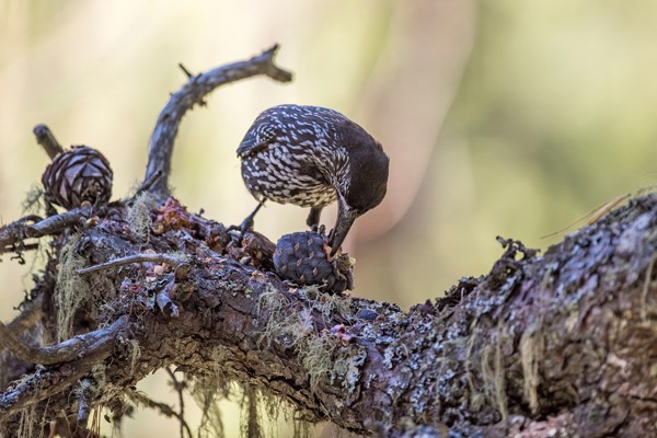 F Tannenhaeher17 MG (1) F Tannenhaeher17 MG (1)