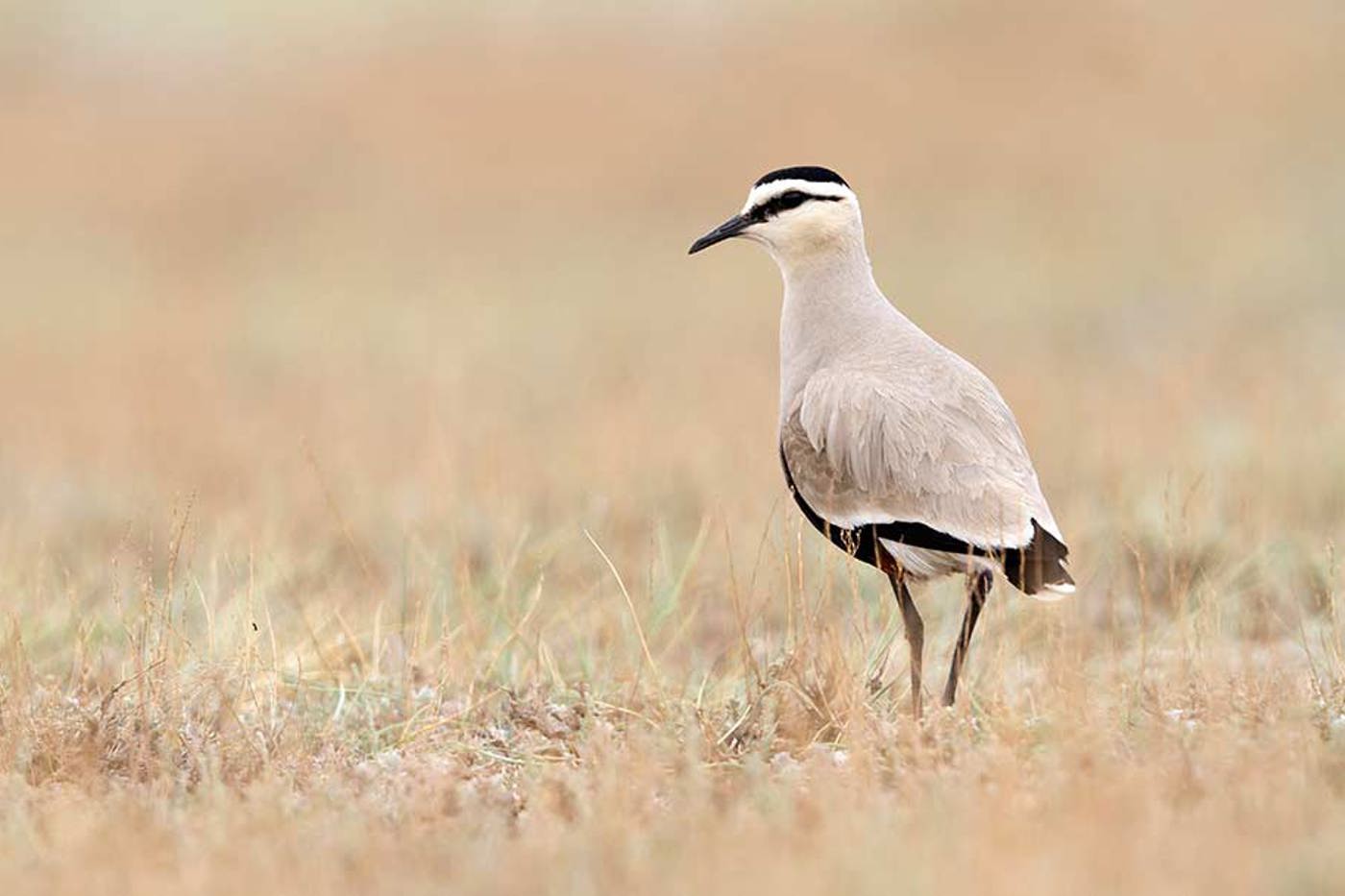 Wenn sich ein Steppenkiebitz zu uns verirrt, könnten Parasiten schuld sein. © Ralph Martin