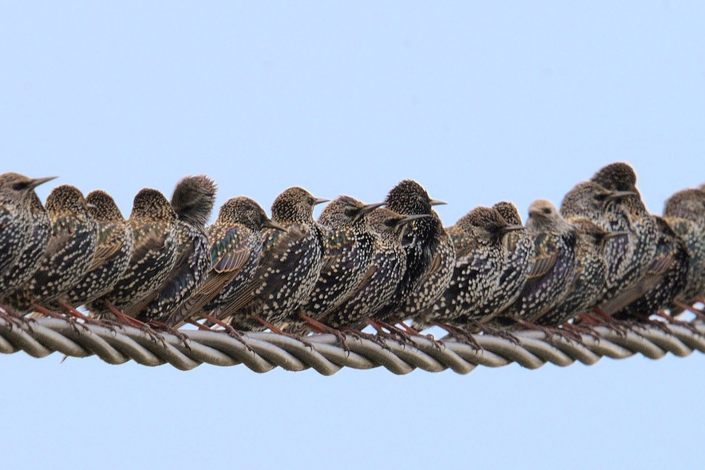 Stare wissen instinktiv, in welche Richtung sie im Herbst und im Frühling fliegen müssen. Und finden theoretisch von jedem Ort zielsicher in ihr Brutgebiet zurück. © Loic Poidevin/naturepl.com