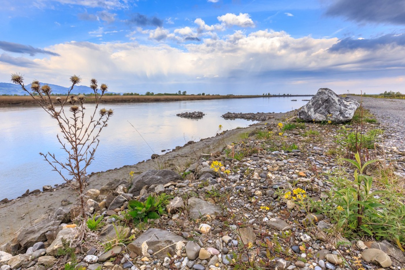 Vom Rheindamm aus hat man guten Einblick in die Flachwasserzonen und Ufer. © Stephan Trösch