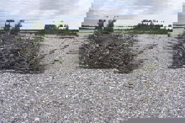 Amph Tagliamento Amph Tagliamento