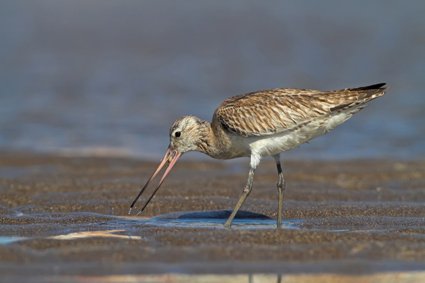 In Eile: Pfuhlschnepfen nehmen sich auf dem Frühlingszug immer weniger Zeit für einen sättigenden Zwischenstopp im Wattenmeer. © Mathias Schäf