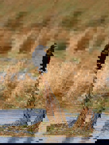 Black Beauty der Vogelwelt