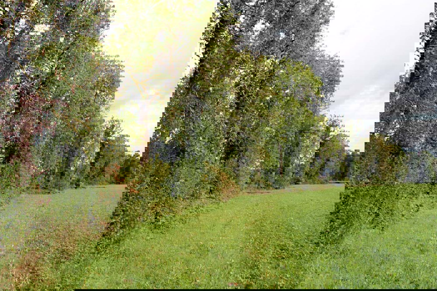 Hecke Urs Mueller