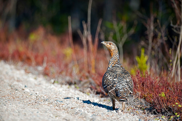 Auerhahn 11P1988auerhenne