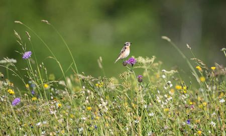 Biodiversitäts-Ziele: Schweiz ist nicht auf Kurs