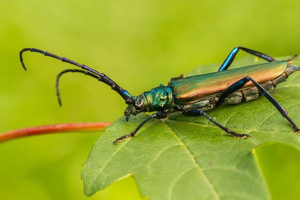 Istock 1135259686 Aromia Moschata Moschuskäfer