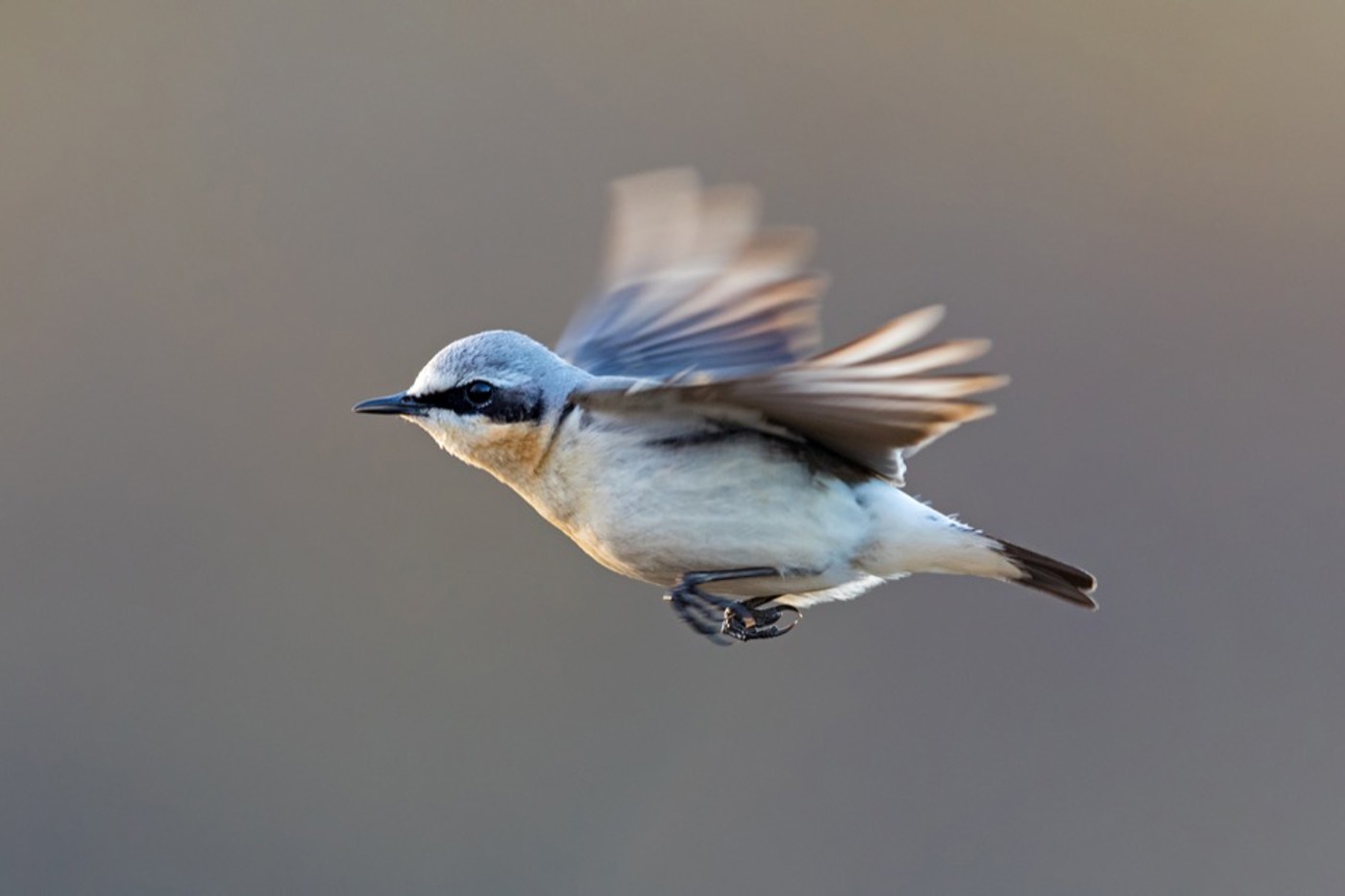 Die Flugleistungen des Steinschmätzers sind erstaunlich: Einige  von ihnen fliegen sowohl über den ganzen Atlantik als auch über die 2000 km breite Sahara. Ein Flugweg dauert bis drei Monate. © Mathias Schäf