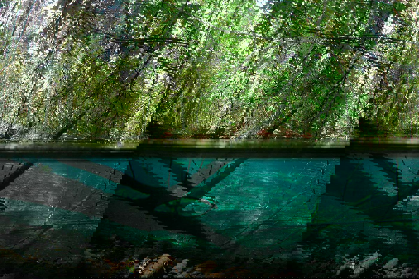 ein Altarm der Aare. © Michel Roggo