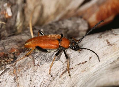 Buntes Leben im toten Holz