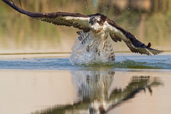 FI Fischadler Schaef 1DX2 038811 FI Fischadler Schaef 1DX2 038811