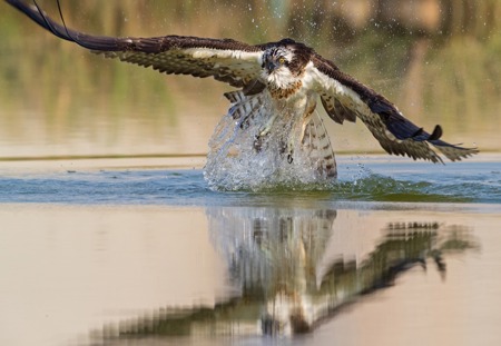 Fischadler im Anflug!