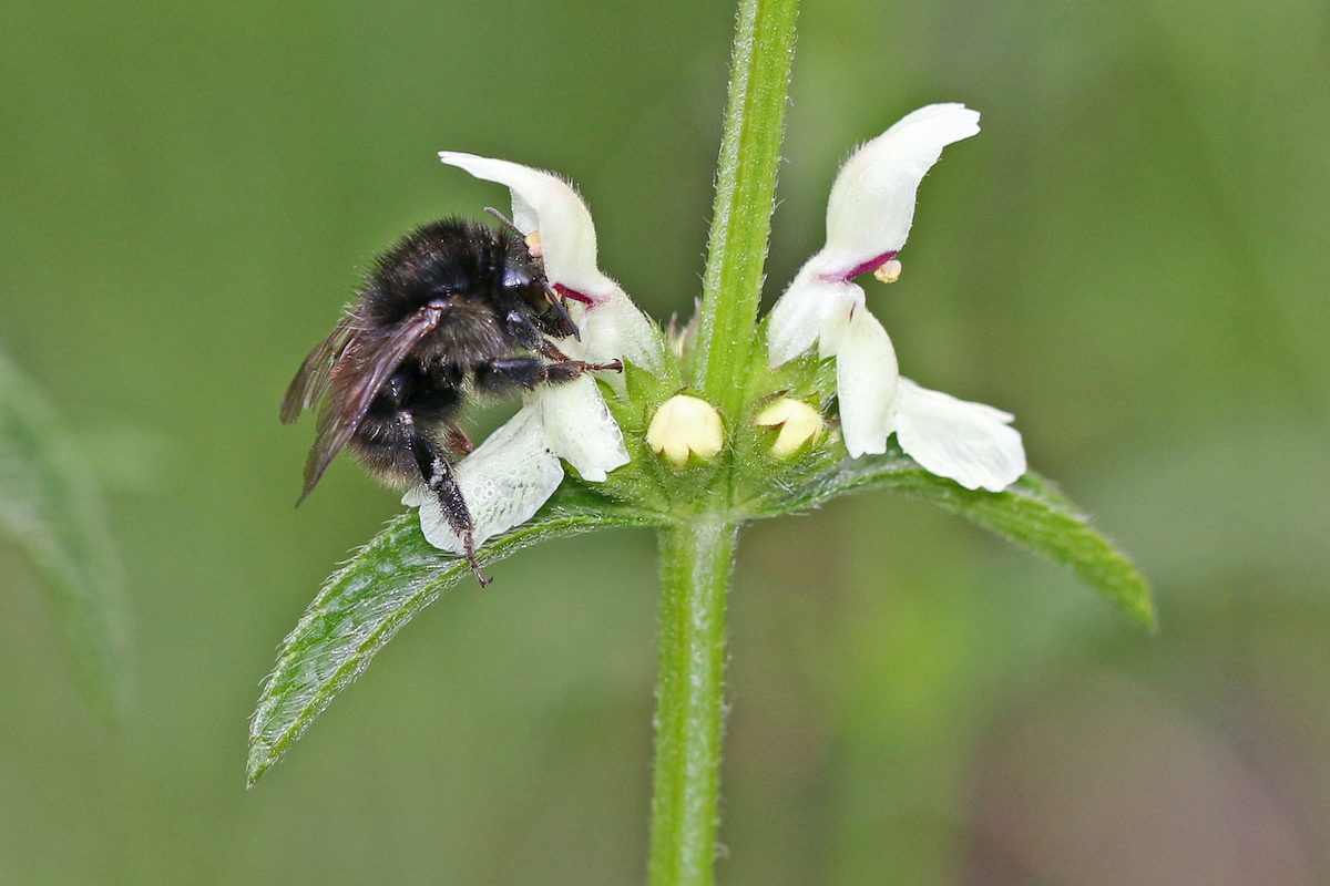 W 8198 20 05 24Bombus Humilisl Christinedoblergross