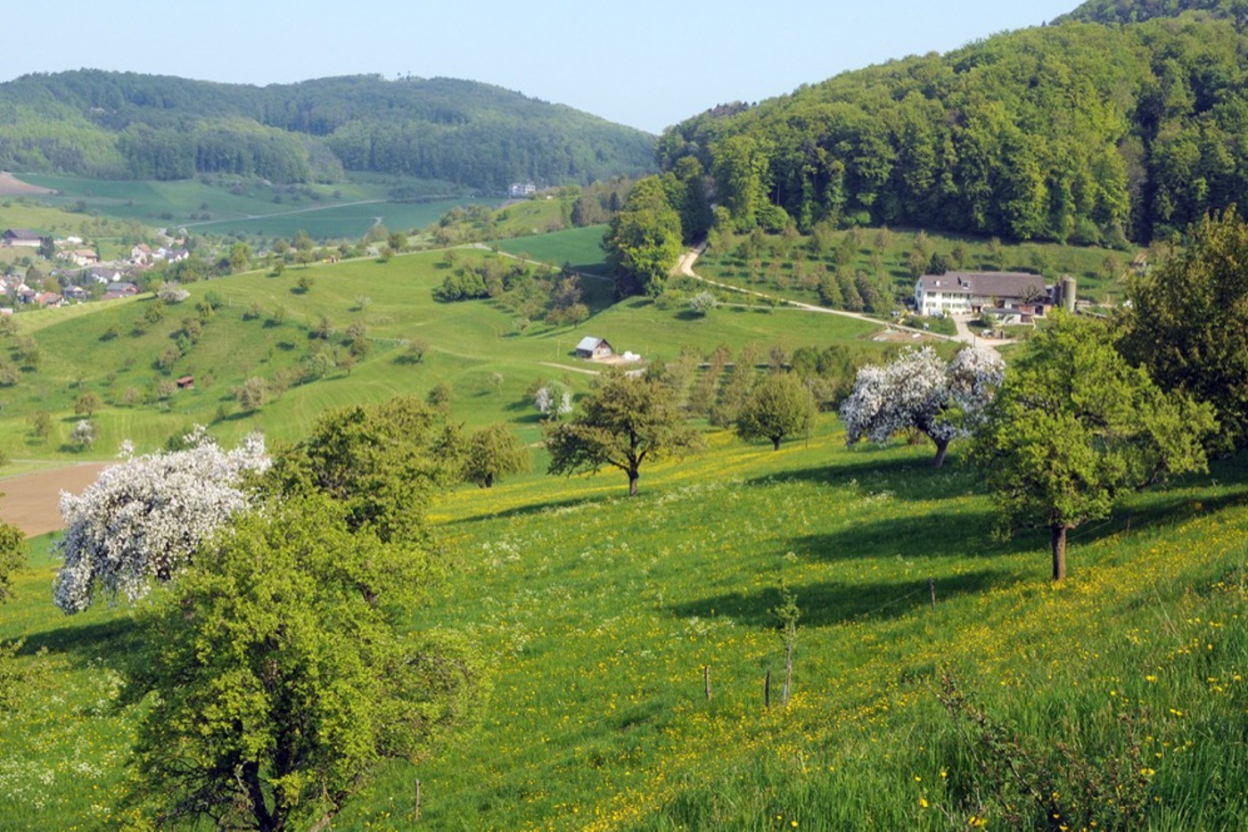 Am Farnsberg ist es gelungen, den Schwund an Lebensraum- und Artenvielfalt in einen positiven Trend umzuwandeln. © BirdLife Schweiz