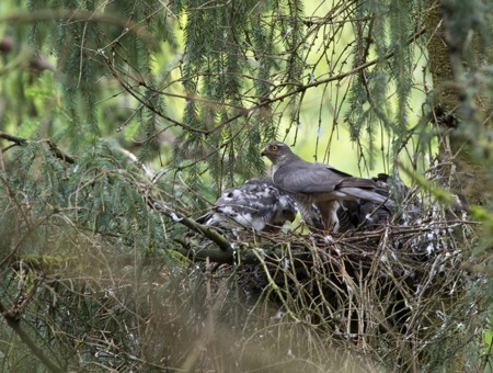 Vögel als Baumeister