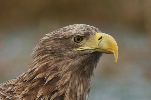 SI Seeadler Hopf SI Seeadler Hopf