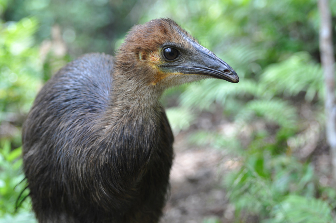 Papua Jungkasuar EW