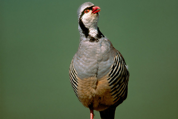 Steinhuhn 2