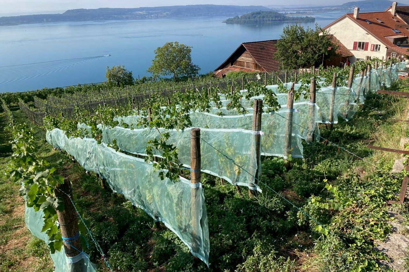 Korrekt angebrachte Seitennetze wie an diesem Rebberg am Bielersee sind tierschonend und wirkungsvoll. © Elisabeth Kalbermatten  Korrekt angebrachte Seitennetze wie an diesem Rebberg am Bielersee sind tierschonend und wirkungsvoll. © Elisabeth Kalbermatten