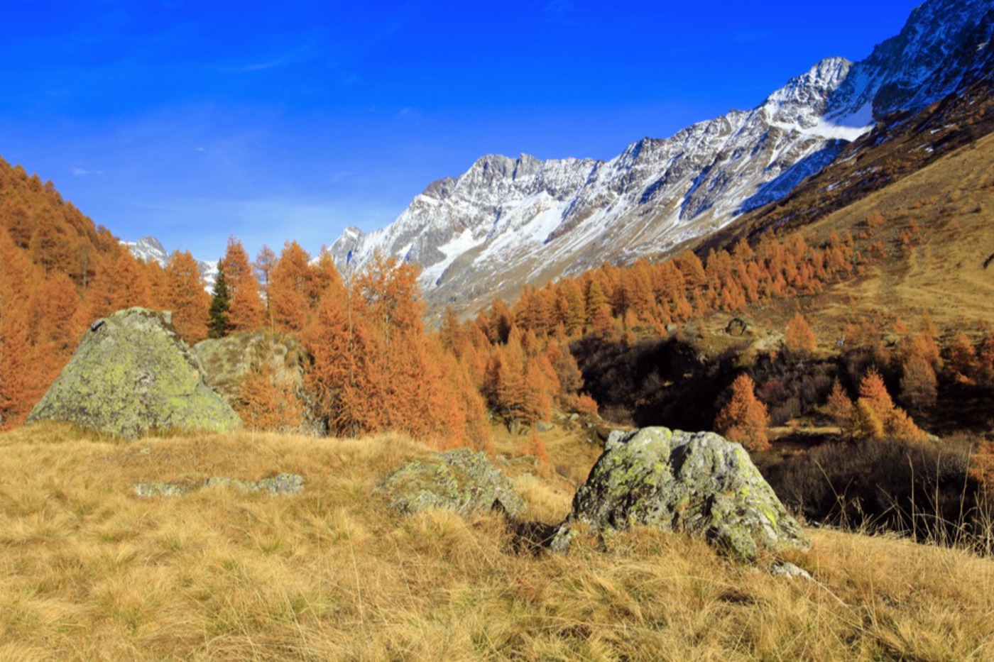 Herbststimmung an der Waldgrenze im Lötschental. © blickwinkel/P. Frischknecht