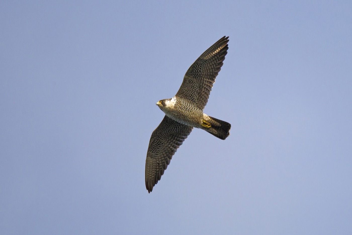 Wanderfalken sind Kraftpakete mit breiter Flügelbasis und korpulentem Körper. © Beat Rüegger