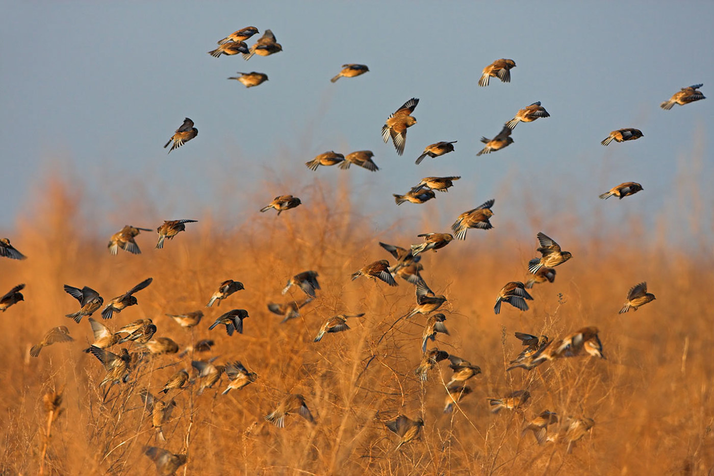 Bluthänflinge © Mathias Schäf