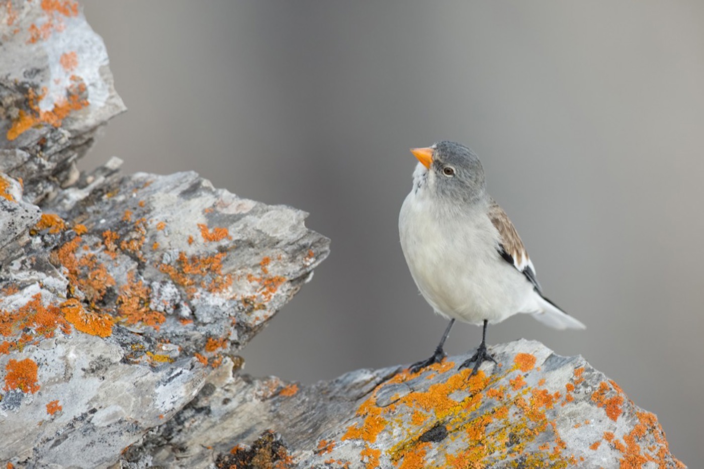 Bestens angepasst an die extremen Lebensbedingungen im Hochgebirge: der Schneesperling. © Fabian Fopp