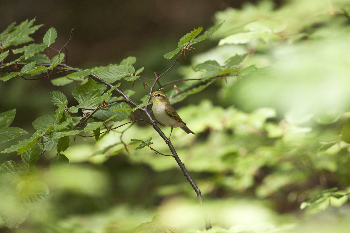 Waldlaubsänger. © Michael Gerber