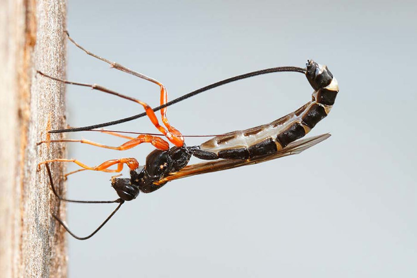 Rhyssa persuasoria ist mit etwa 7 cm Länge die grösste einheimische Schlupfwespe. Sie parasitiert Larven von Holzwespen. Hier ist sie bei der Eiablage zu sehen. © Volker Lautenbach/mauritius