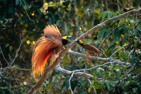 Papua Raggianabirdofparadies Philsavoie