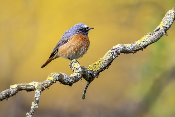 GA Common Redstart Vincentlegrand