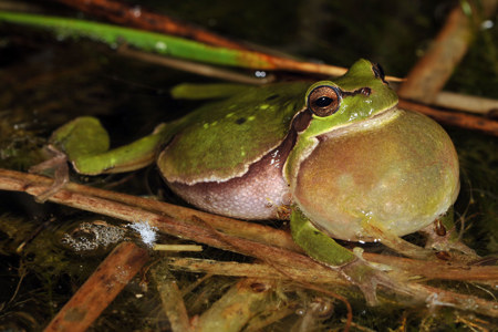 1001 Tümpel für  Laubfrosch und Co.