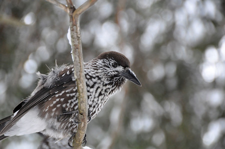 Der gefiederte Förster