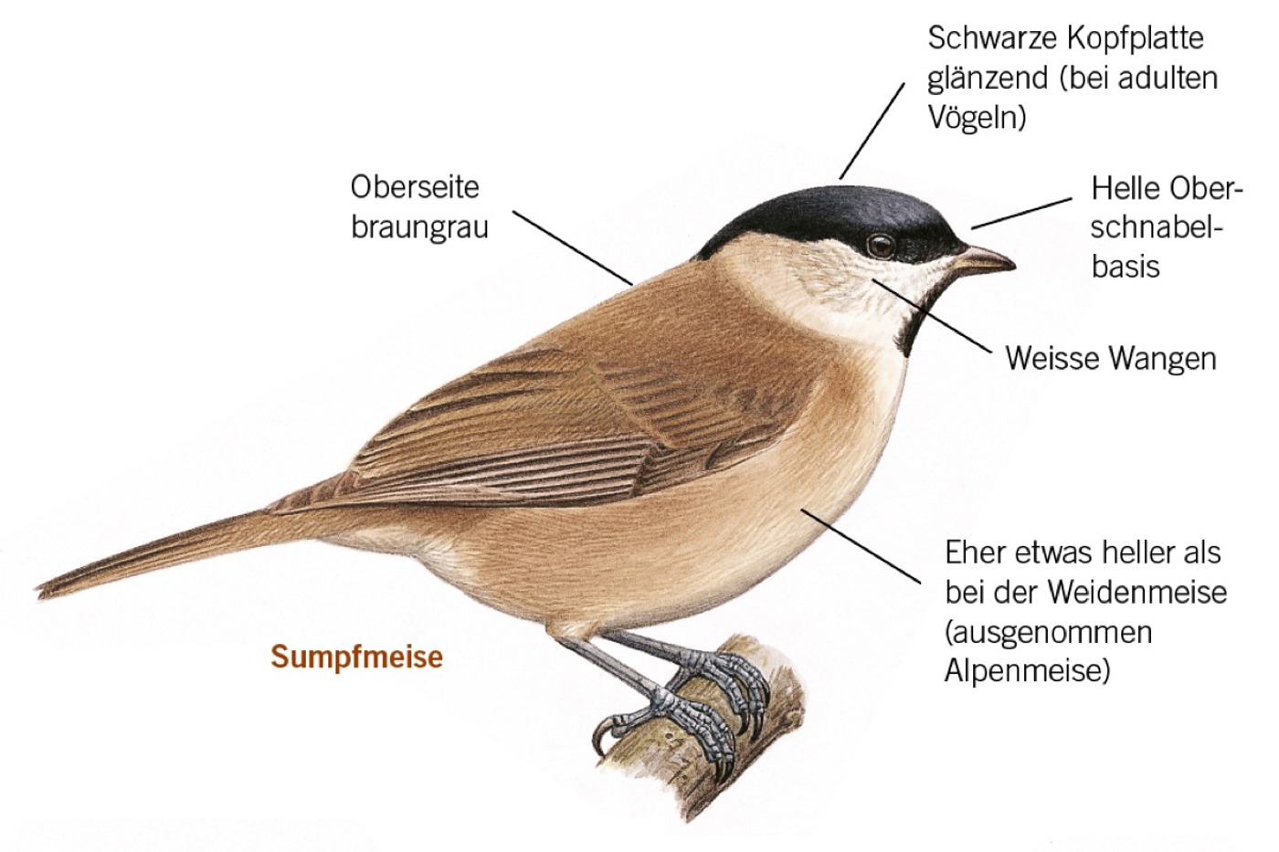 Merkmale der Sumpfmeise. © François Desbordes