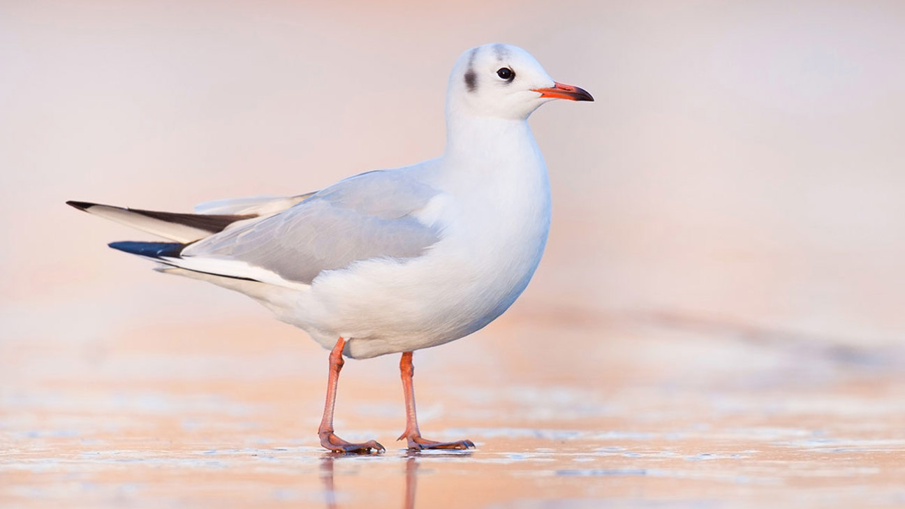 Lachmöwe Flurin Leugger99