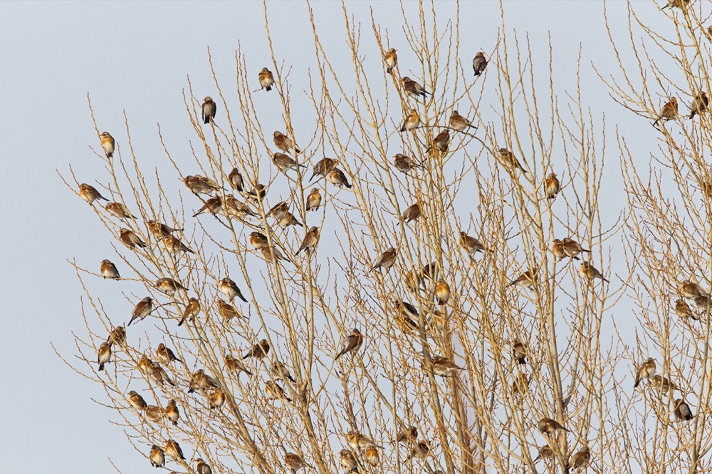 Die Schwärme der Wacholderdrossel können vor allem im Winter riesig sein. © Mathias Schäf