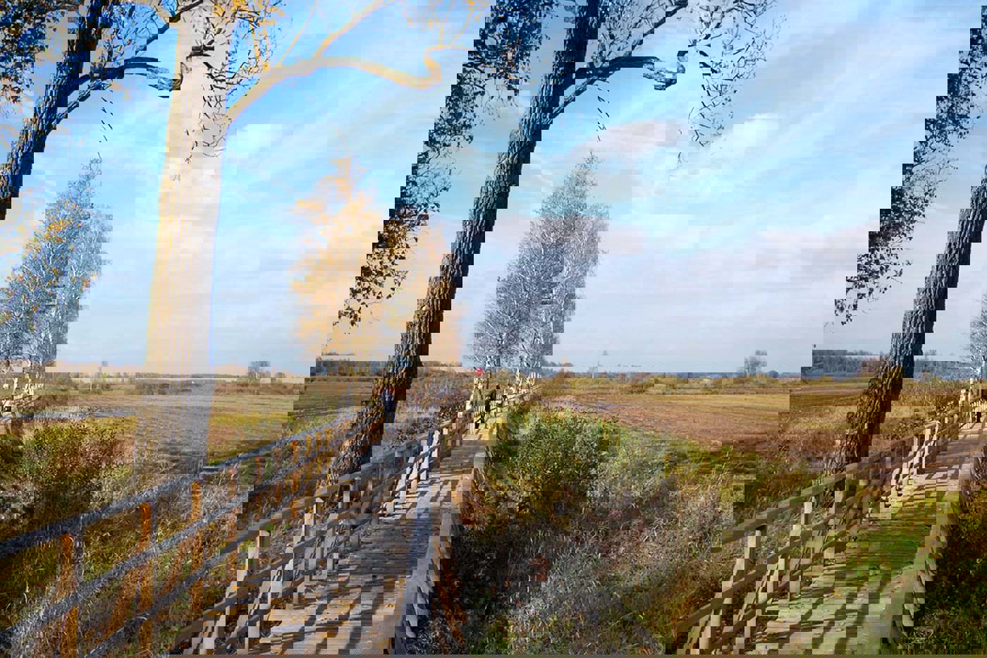 Der 1,5 Kilometer lange Federseesteg führt durch hohes Schilf und ist der einzige Zugang zur Wasserfläche. Er erlaubt einmalige Einblicke ins Moor und fantastische Vogelbeobachtungen. © Kerstin Wernicke