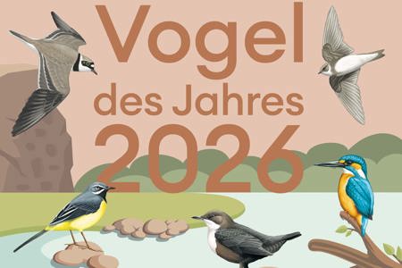 Die Qual der Wahl