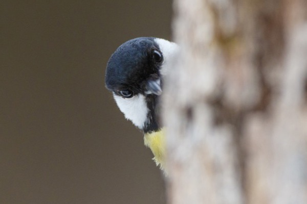 AT Kaernten Kohlmeise O8A5899 Hglader AT Kaernten Kohlmeise O8A5899 Hglader