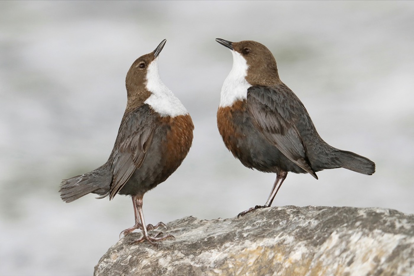 Bei der Balz zeigen die Wasseramseln ihre hübsche Brust. © Ruedi Aeschlimann