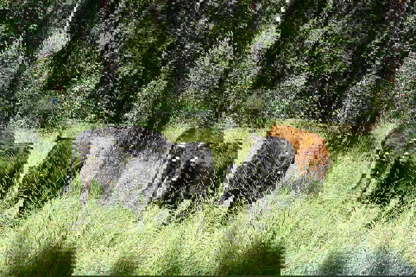 Auf dem Bözberg AG pflegen Rinder den Pfeifengras-Föhrenwald. © NVSC Bözberg