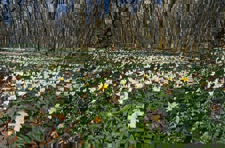 Wald im Blütentaumel