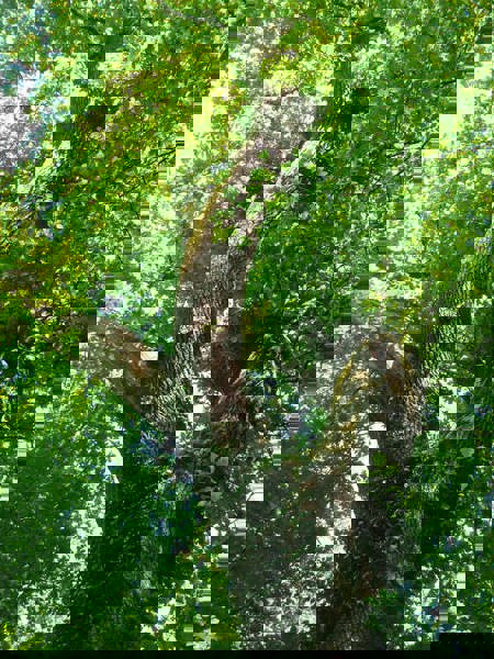 Nicht perfekt, aber voller Leben: Biotopbäume