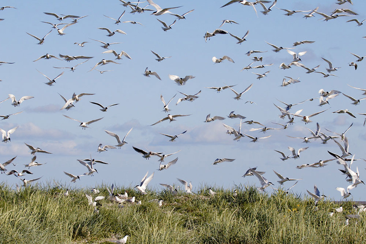 Brandseeschwalbe Sconradt