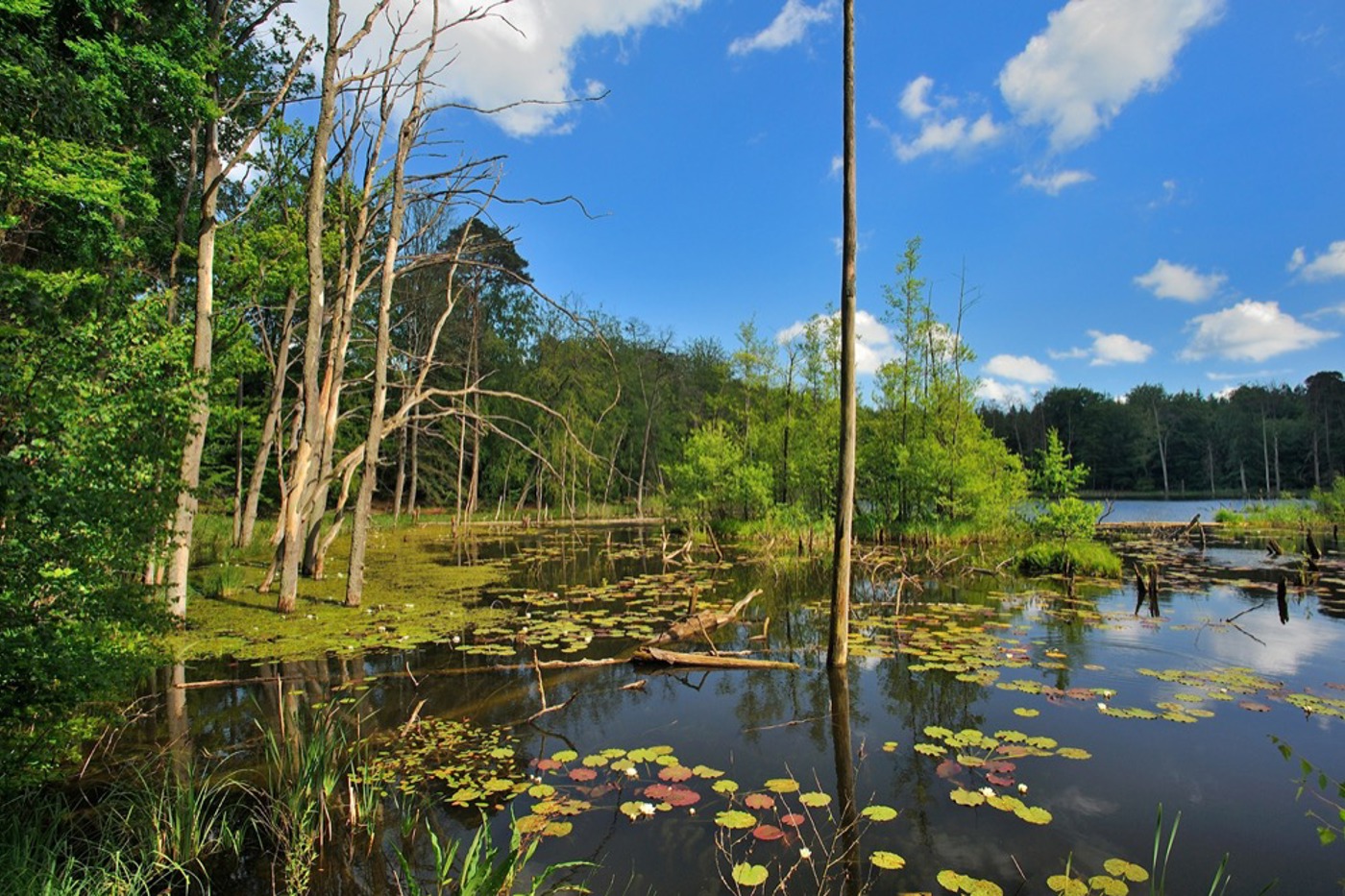 Im Nationalpark liegen 107 Seen mit je einer Grösse von mehr als einer Hektare. Im Bild der Schweingartensee bei Serrahn. © Roman Vitt