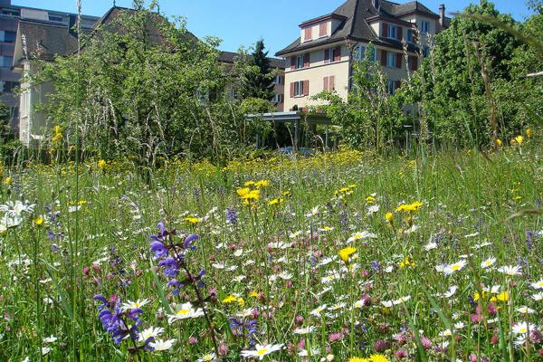 Blumenwiese Im Siedlungsraum(1)